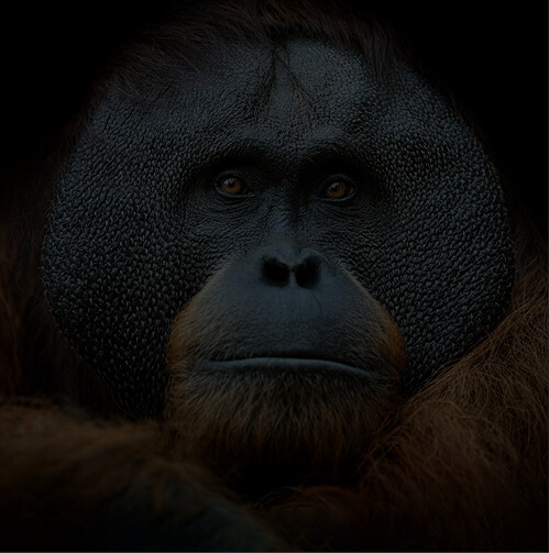 Prima ZOOM - orangutan